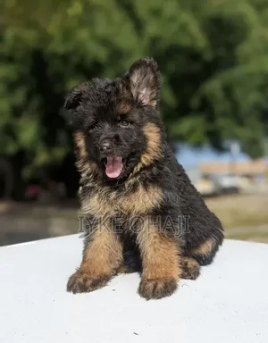 1-3 months Male Purebred German Shepherd