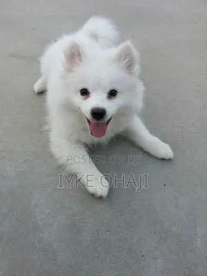 3-6 months Male Purebred American Eskimo