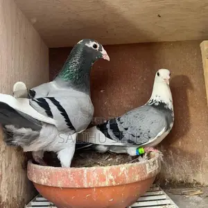 Lahore Pigeon Available