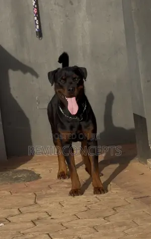 1+ year Male Purebred Rottweiler
