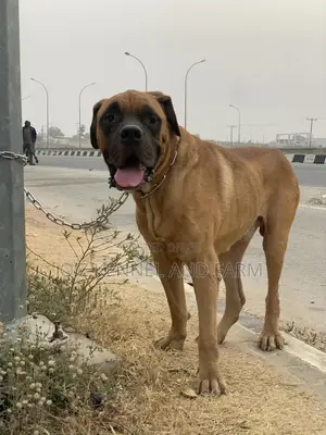 1+ year Male Purebred Boerboel