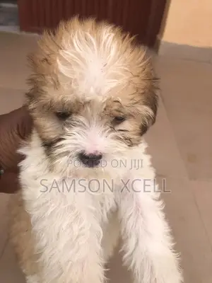 1-3 months Female Purebred Lhasa Apso