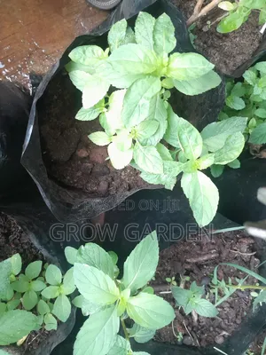 Japanese Mint