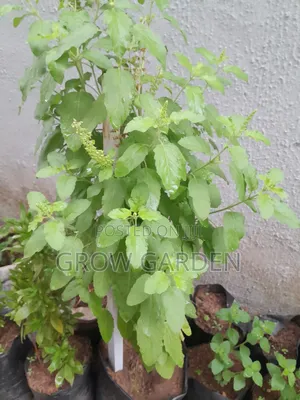 Holy Basil