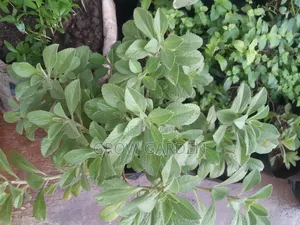 Panadol Plant
