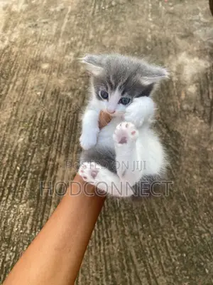 1-3 months Female Purebred Turkish Angora