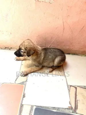 1-3 months Female Purebred Caucasian Shepherd