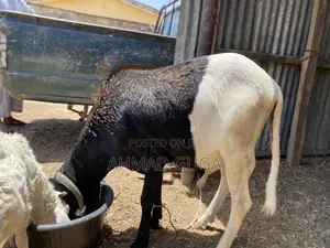 Sallah Rams In Different Sizes At Cheaper Price