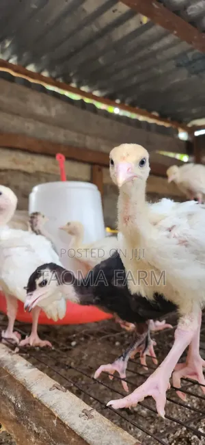 4 - 8 Weeks Old Local Turkey