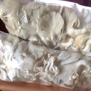 Fresh, Soft, White Oyster Edible Mushrooms