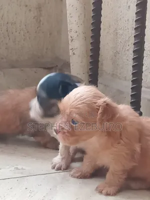 0-1 month Female Purebred Lhasa Apso