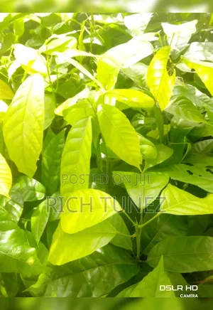 Fast-Yielding Hybrid Cocoa Seedlings for Commercial Farms