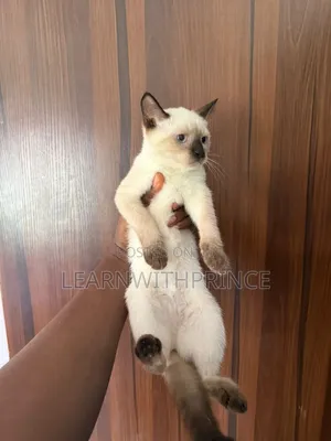 1-3 months Female Purebred Siamese