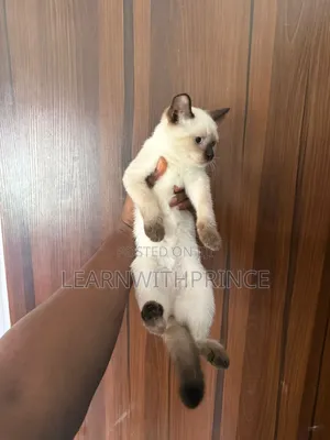 1-3 months Female Purebred Siamese