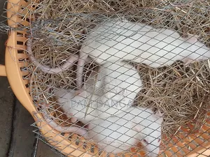Healthy Albino Rat