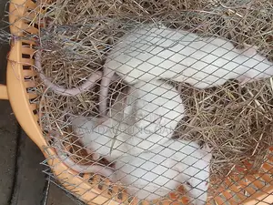 Healthy Albino Rat