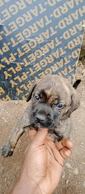 0-1 month Female Purebred Cane Corso