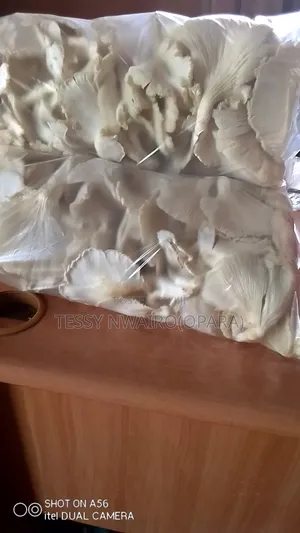 White Oyster Edible Mushrooms