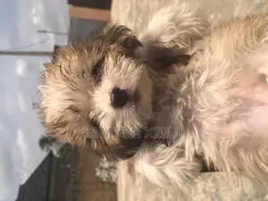 1-3 months Female Purebred Lhasa Apso