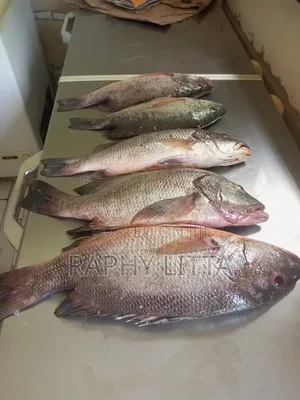 Salt Water Seafoods
