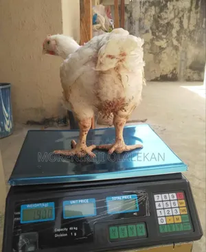 Pricing Scale 40kg