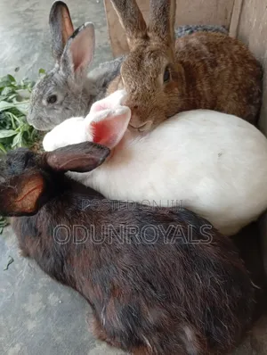 Mature Big Healthy Rabbits Suitable for Meat. Rabbit Fresh Meat