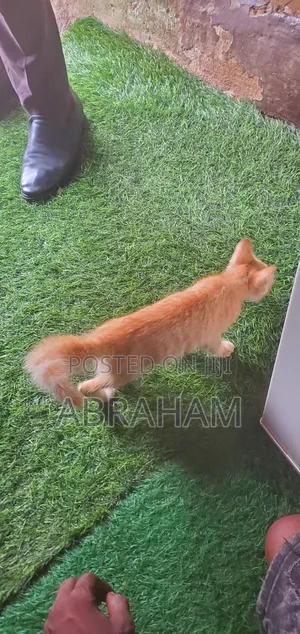 1-3 months Male Mixed Breed Cat