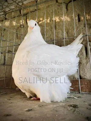Mondain Pigeon Available