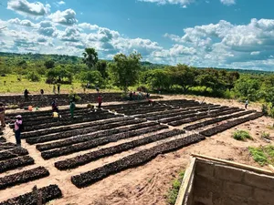 Own Your Palm Oil Plantation ( Limited Plots)