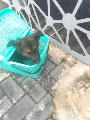 1-3 months Male Purebred German Shepherd