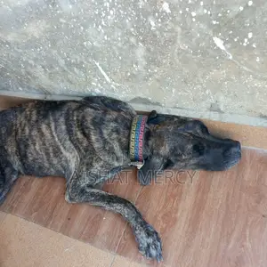 1+ year Female Purebred Boerboel