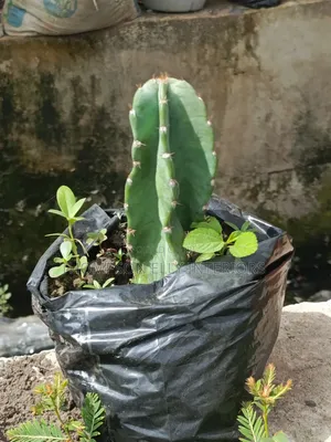 Columnar Cactus Plant