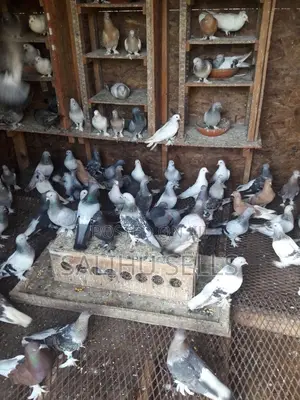 Young and Healthy Pigeons