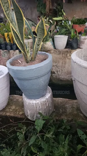 Snake Plant (Indoor Life Plant)