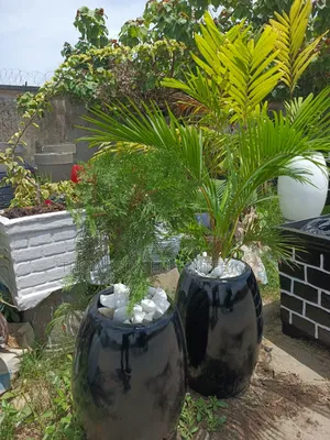 Glossy Egg -Shape Decor Planter Plant Setup