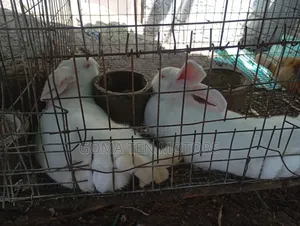 Hyla Rabbit
