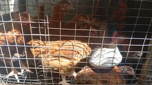 Noiler Chicken