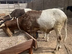Ram - Healthy Rams for Sale