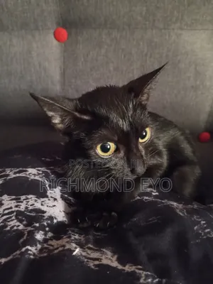 1-3 months Female Purebred American Wirehair