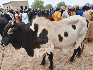 Cows Always Available From Northern Nigeria
