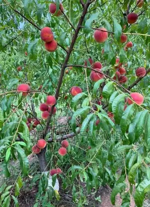 Peach, American Sweet Cherry, Plum Seedlings Available