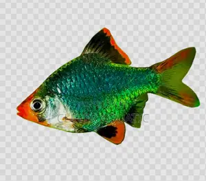 Tiger Barb (Green)