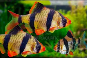 Tiger Barb
