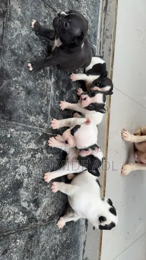 0-1 month Male Purebred French Bulldog