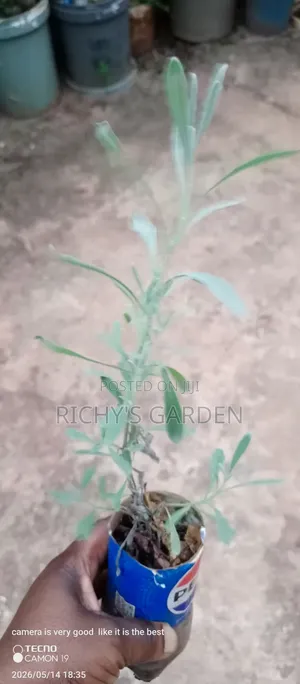 English Lavender for Sale