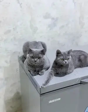 1-3 months Female Purebred British Shorthair