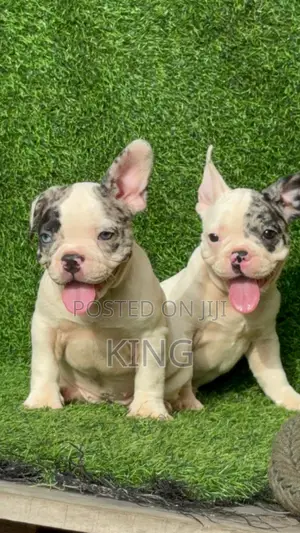 1-3 months Male Purebred French Bulldog