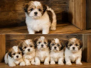 1-3 months Female Purebred Lhasa Apso