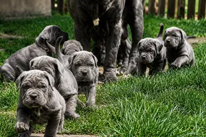 1-3 months Female Purebred Cane Corso