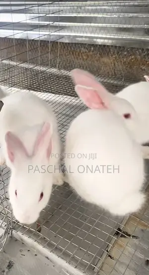 Foreign Breed Rabbits|Weaners Available